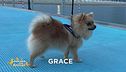 E' stata smarrita Grace