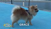 E' stata smarrita Grace