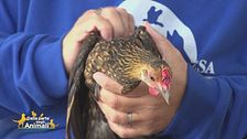 La gallina Pina "cinesina"