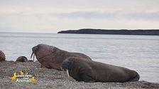 Un animale da scoprire: il tricheco