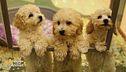 L'arrivo di un cucciolo: cosa serve?