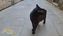 Mi fa un baffo il gatto nero