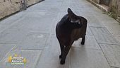 Mi fa un baffo il gatto nero