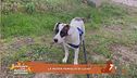 La nuova famiglia di Lucky