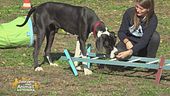 Mobility dog