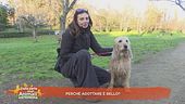 Perchè adottare è bello?
