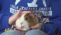 Piggy, una cavia dolcissima