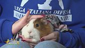 Piggy, una cavia dolcissima