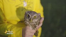 Gli animali del Cras - Stella del Nord