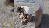 Il gabbiano salvato
