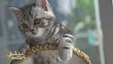 Un gattino in famiglia