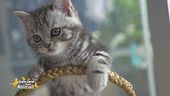 Un gattino in famiglia