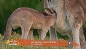 Un animale da scoprire: il canguro