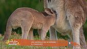 Un animale da scoprire: il canguro