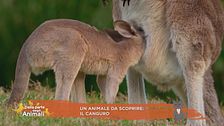 Un animale da scoprire: il canguro