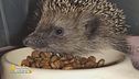 Massimo Vacchetta, il veterinario che cura i ricci