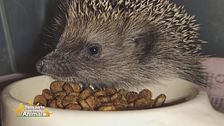 Massimo Vacchetta, il veterinario che cura i ricci