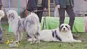 Mobility dog