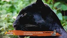 Un animale da scoprire: la pantera