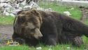 L'uccisione dell'orso M90