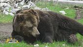 L'uccisione dell'orso M90