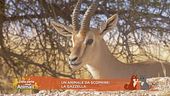 Un animale da scoprire: la gazzella