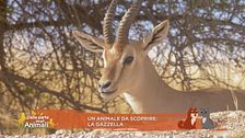 Un animale da scoprire: la gazzella
