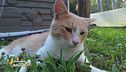 Alvin