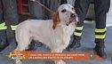 I vigili del fuoco di Perugia salvano Pepe, un cagnolino finito in un dirupo