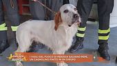 I vigili del fuoco di Perugia salvano Pepe, un cagnolino finito in un dirupo