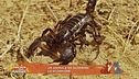 Un animale da scoprire: lo scorpione