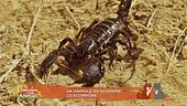 Un animale da scoprire: lo scorpione