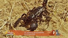 Un animale da scoprire: lo scorpione