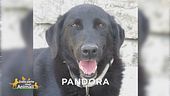 E' stata smarrita Pandora