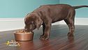 Consigli sulla nutrizione del pet