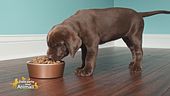 Consigli sulla nutrizione del pet