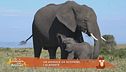 Un animale da scoprire: l'elefante