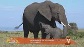 Un animale da scoprire: l'elefante