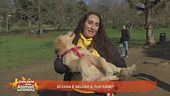 Di cosa è geloso il tuo cane?