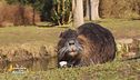 Gli animali del Cras Stella del nord