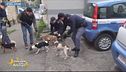 La polizia di Stato salva 12 cani e alcuni cavalli
