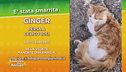 Ritroviamo Ginger