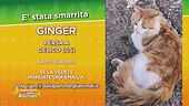 Ritroviamo Ginger