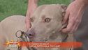 Il viaggio più bello che hai fatto con il tuo cane?