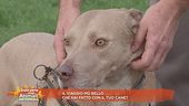 Il viaggio più bello che hai fatto con il tuo cane?