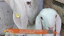 Hope, la pecora abbandonata è diventata mamma