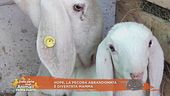 Hope, la pecora abbandonata è diventata mamma