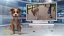Un animale da scoprire: il cane