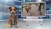 Un animale da scoprire: il cane