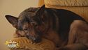Marley, un super cane eroe